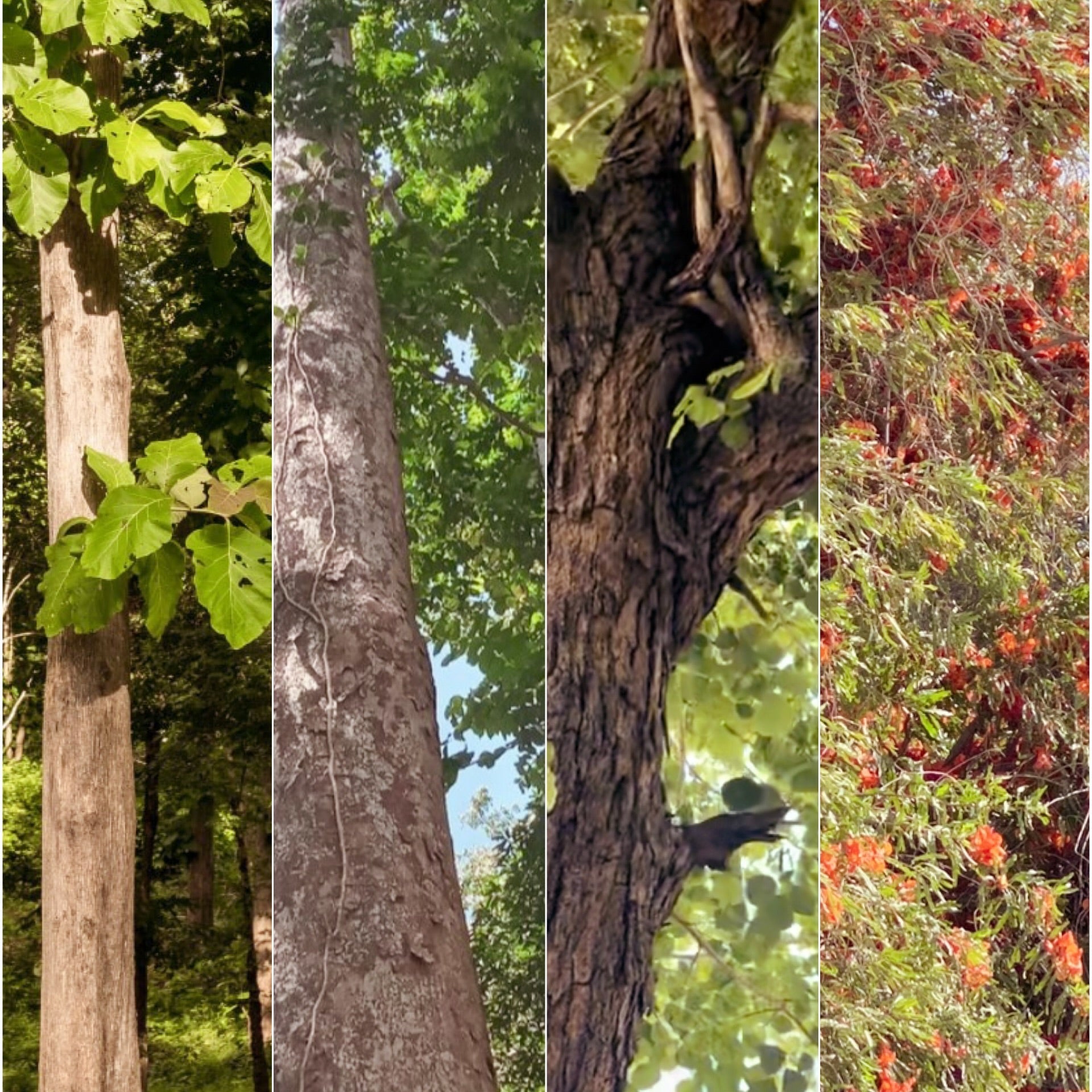 The Trees That See Us Through: Carving Time Into Print